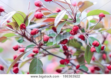 Small pink sakura buds on a gray background