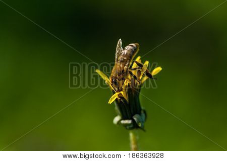 Macro Of Yellow Dandelions On Which Sits A Wasp
