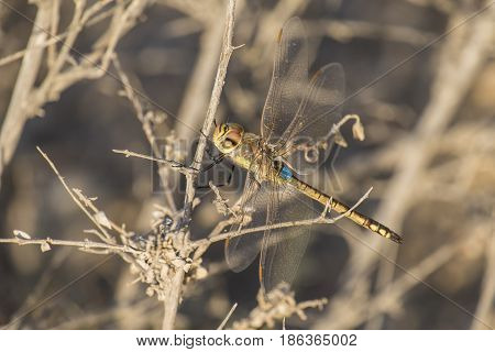 A large dragonfly sits on a dry branch