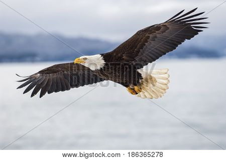 Bald eagle soaring over the icy water was Alaska bay