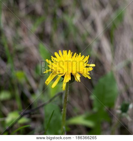 Yellow flower dandelion in spring bloom outdoors in nature.Macro shot of dandelion flower.