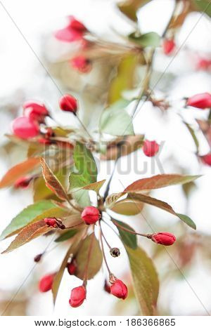 Delicate inflorescence of a cherry blossom on a white background