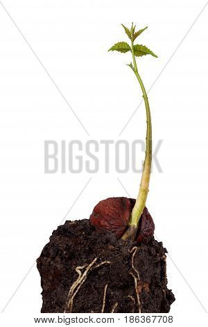 Sprout of a young walnut on the white background