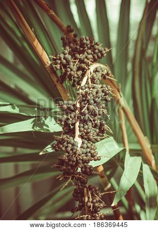 livistona chinensis in the botanical garden, a large bunch of small round black seeds, fruits, processed, preset, brown tone, large green long foliage on the background,