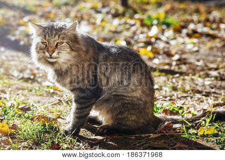 Close up big grey street cat sitting on ground on sunny day