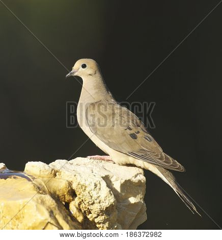 Mourning Dove, Zenaida Macroura