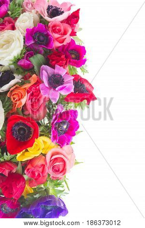Fresh colorful anemones and roses flowers border isolated on white background