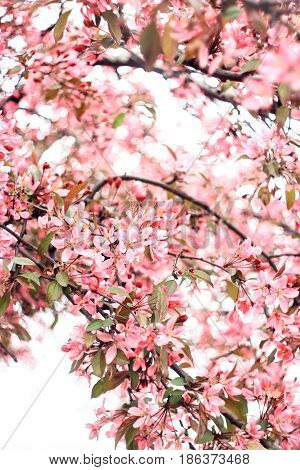Chic inflorescence of a pink sakura tree on a white background