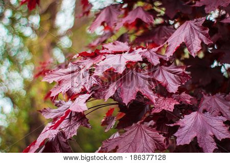 Leaf of a maple which turns red