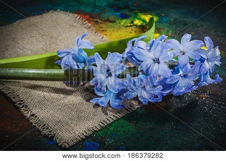 Still Life Jacinth