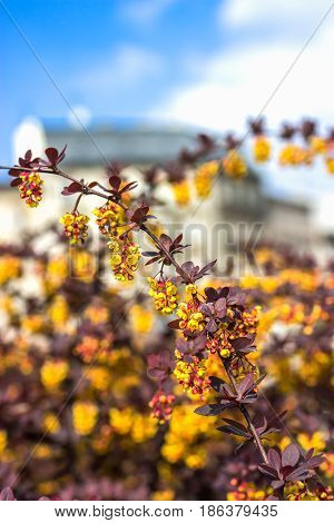 Branch of a blossoming barberry on the sky background