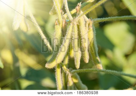 Green growing soybeans in the morning dew early in the morning closeup soy background agriculture plantation