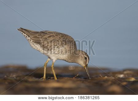 Short-billed Dowitcher, Limnodromus Griscus
