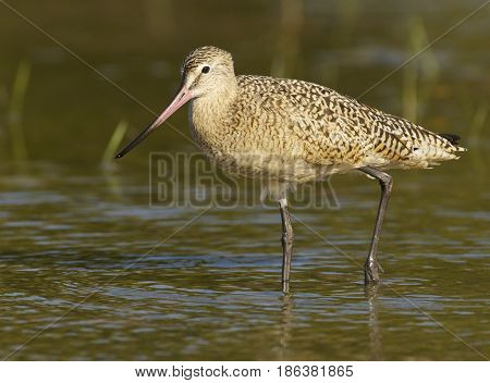 Marbled Godwit, Limosa Fedoa