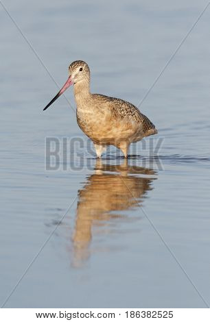 Marbled Godwit, Limosa Fedoa
