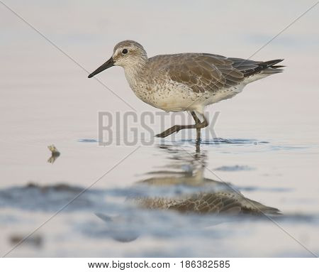 Red Knot, Calidris Canutus