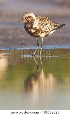 Black-bellied Plover, Pluvialis Squatorola