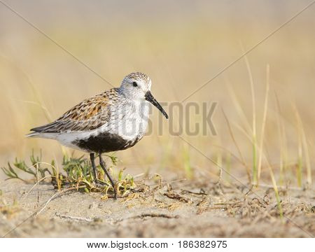 Black-bellied Plover, Pluvialis Squatorola