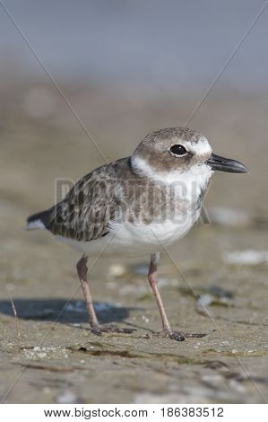 Wilson's Plover, Charadrius Wilsonia