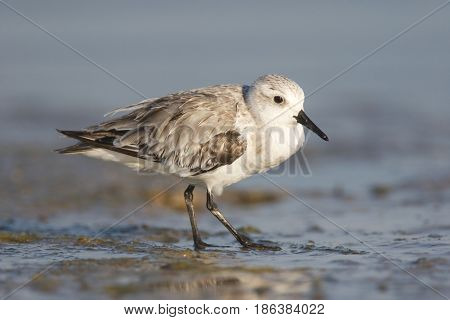 Sanderling, Calidris Alba