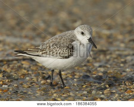 Sanderling, Calidris Alba