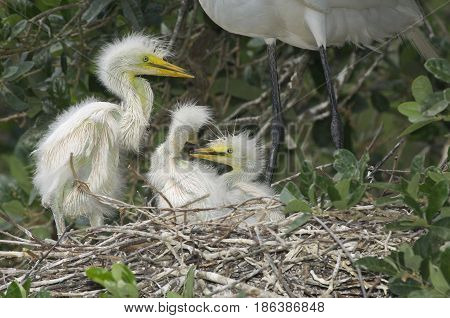 Great Egret, Ardea Alba