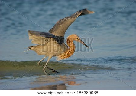 Reddish Egret