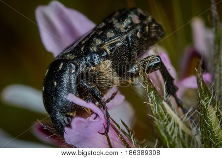 Scarabaeidae Cetoniine Small Flower Eating Bug Macro