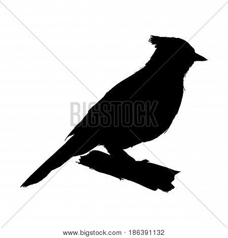 tufted titmouse bird, branch posing for a portrait pictogram vector illustration