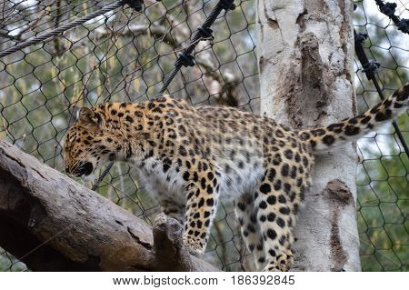 An Amur leopard on a tree branch