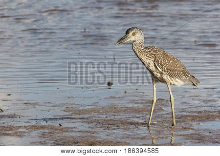 Juvenile Yellow-crowned Night Heron Nyctanassa violacea fishing in blue water on beach