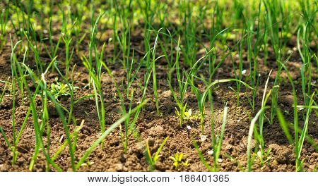 green onions growing in the garden. New plants growth. Warm green colors.