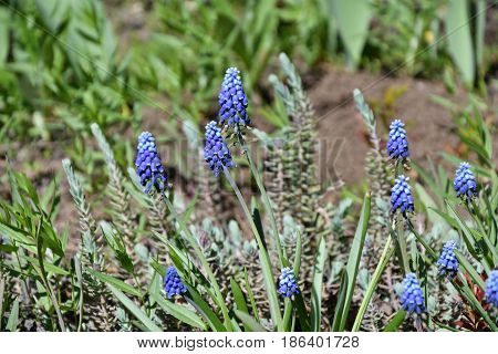 Muscari Or Mouse Hyacinth (muscari Neglectum)