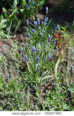 Muscari Or Mouse Hyacinth (muscari Neglectum)