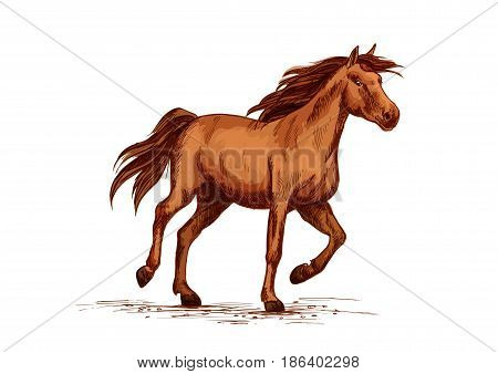 Horse or wild arabian racehorse. Brown mustang trotter or racer stallion vector sketch symbol for equine sport races or rides and equestrian racing contest or exhibition