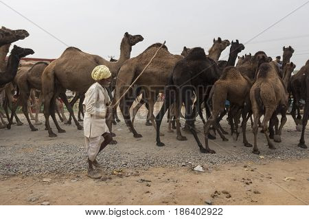 PUSHKAR INDIA-OCT 31 : unidentified native man in camel caravan in Pushkar on october31 2014 india