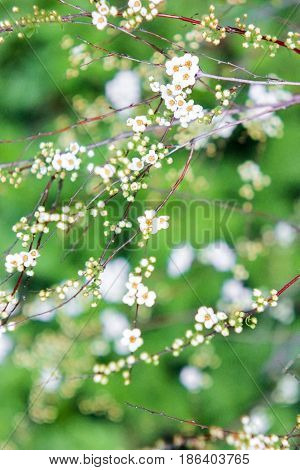 Miniature white flowers on a green background
