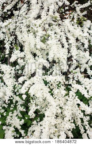 Lush inflorescence of a bush white Spirea on a green background