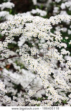 Small white flowers spirea bush on a green background
