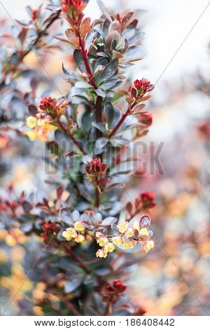 Beautiful bush Barberry Tunberg 