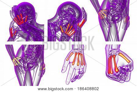 3D Rendering Medical Illustration Of The Metacarpal Bone