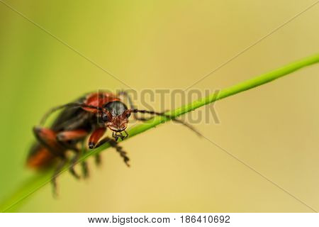 Extremely closeup of firefly on grass in day light