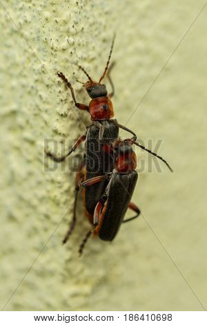 Two fireflies mating on a wall in day light
