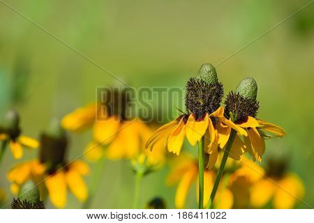Clasping-leaved Coneflowers (Dracopis amplexicaulis) blooming in spring