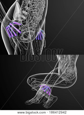 3D Rendering Medical Illustration Of The Metacarpal Bone
