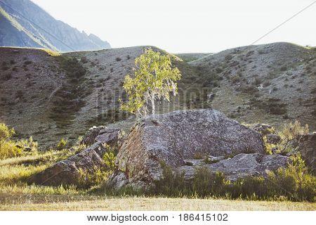 White Ribbons On The Birch. Sacred Place Of Altai Shamanism
