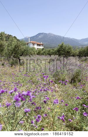 olive trees and purple thistle flowers behind villa near stoupa in mani on greek peloponnese under blue sky in spring