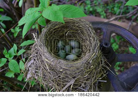 Thrush bird nest from hay with green and blue eggs with speckles on steel water valve.