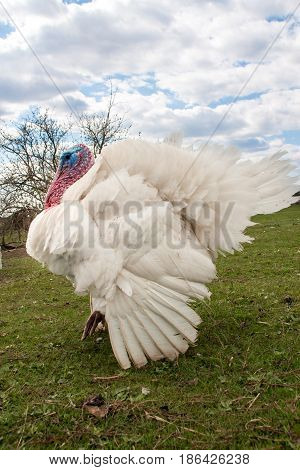 white turkey male or gobbler closeup on the blue sky background.