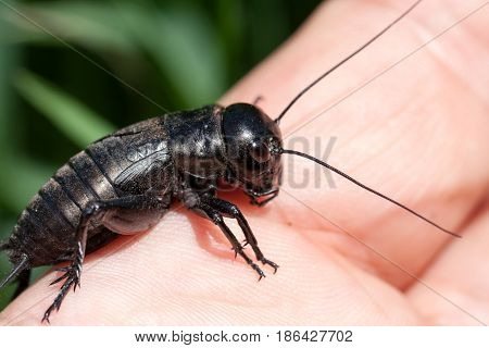 hand holding field cricket outdoors. Gryllus campestris.